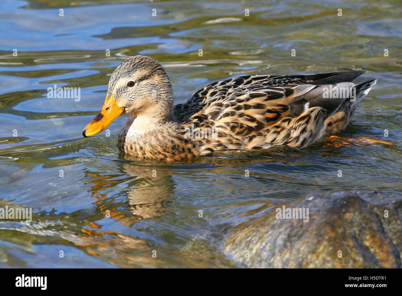 Female mallard duck swimming by a rock in blue water with reflections Stock Photo
