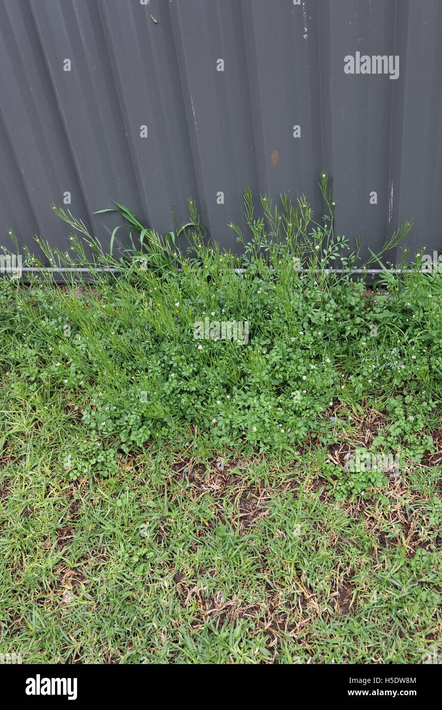 Grass and weeds growing near brick metal fence Stock Photo