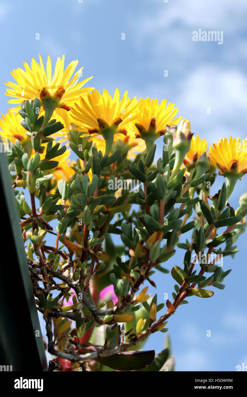 Bright Yellow Mesembryanthemum or Ice plant drought tolerant in full bloom Stock Photo