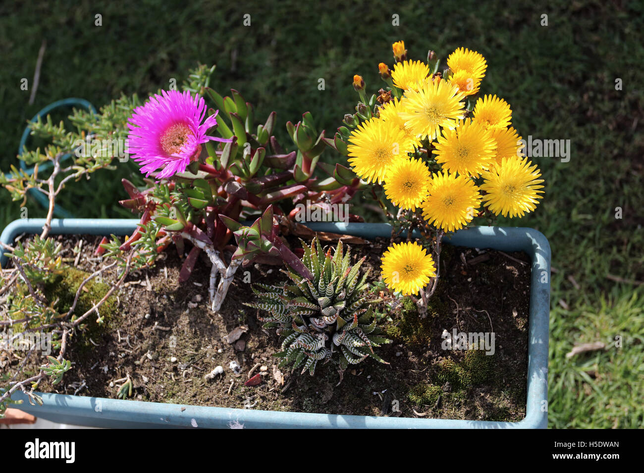 Bright Yellow Mesembryanthemum or Ice plant  and  Carpobrotus edulis  in full bloom Stock Photo