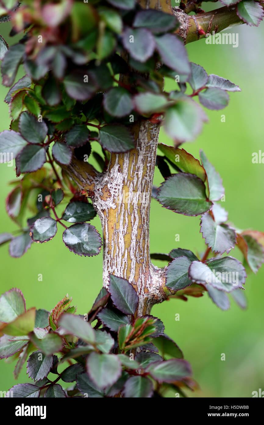 Macro shot of rose bush stem rust isolated against green background Stock Photo