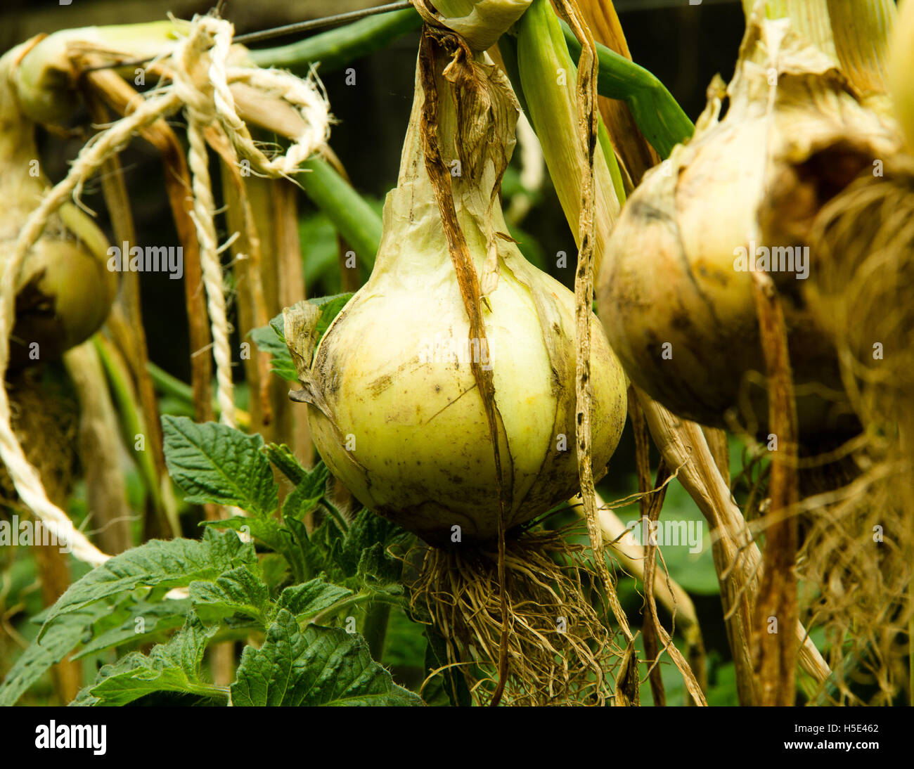 Onion farm hires stock photography and images Alamy