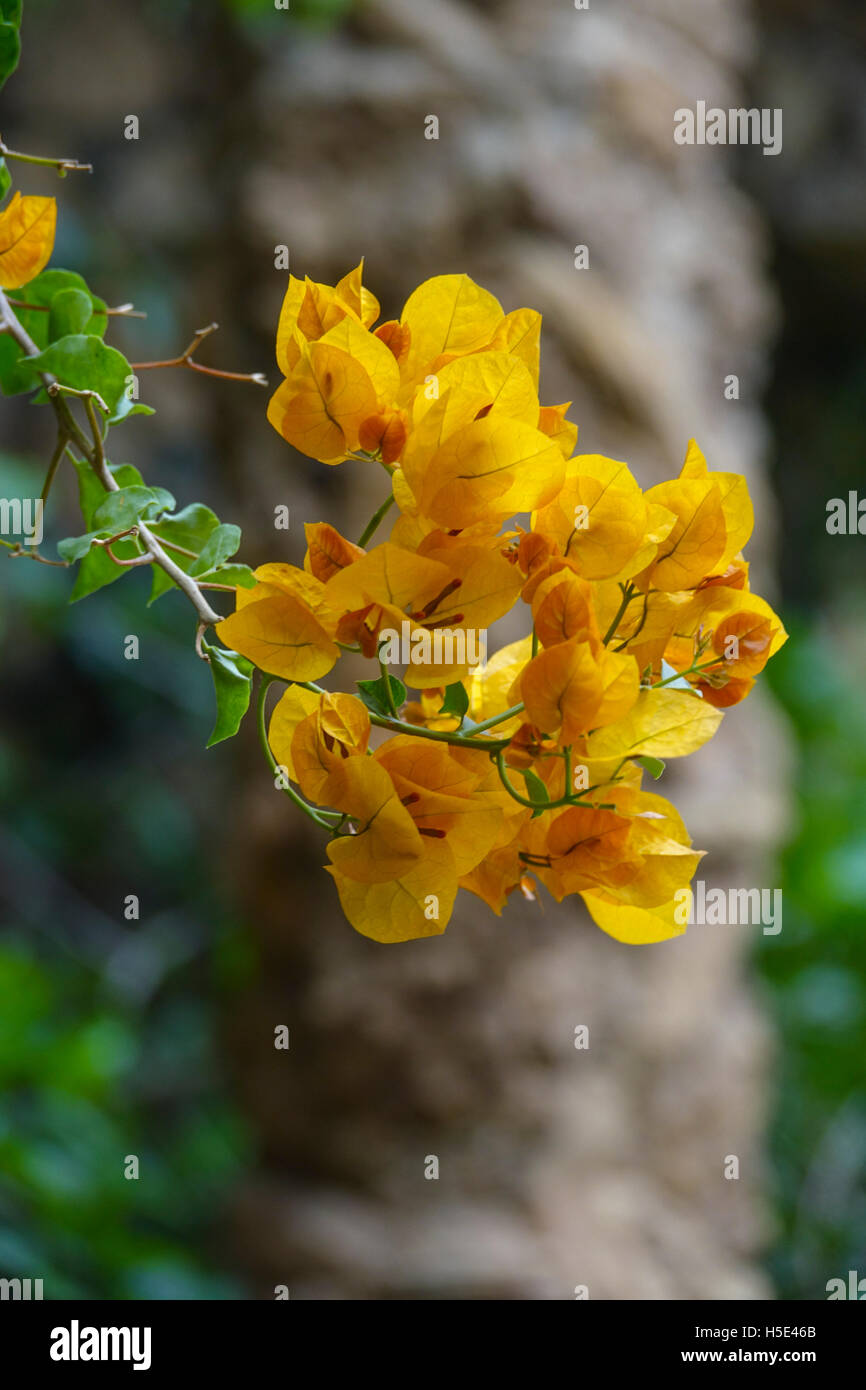 Beautiful flower in a park Stock Photo - Alamy