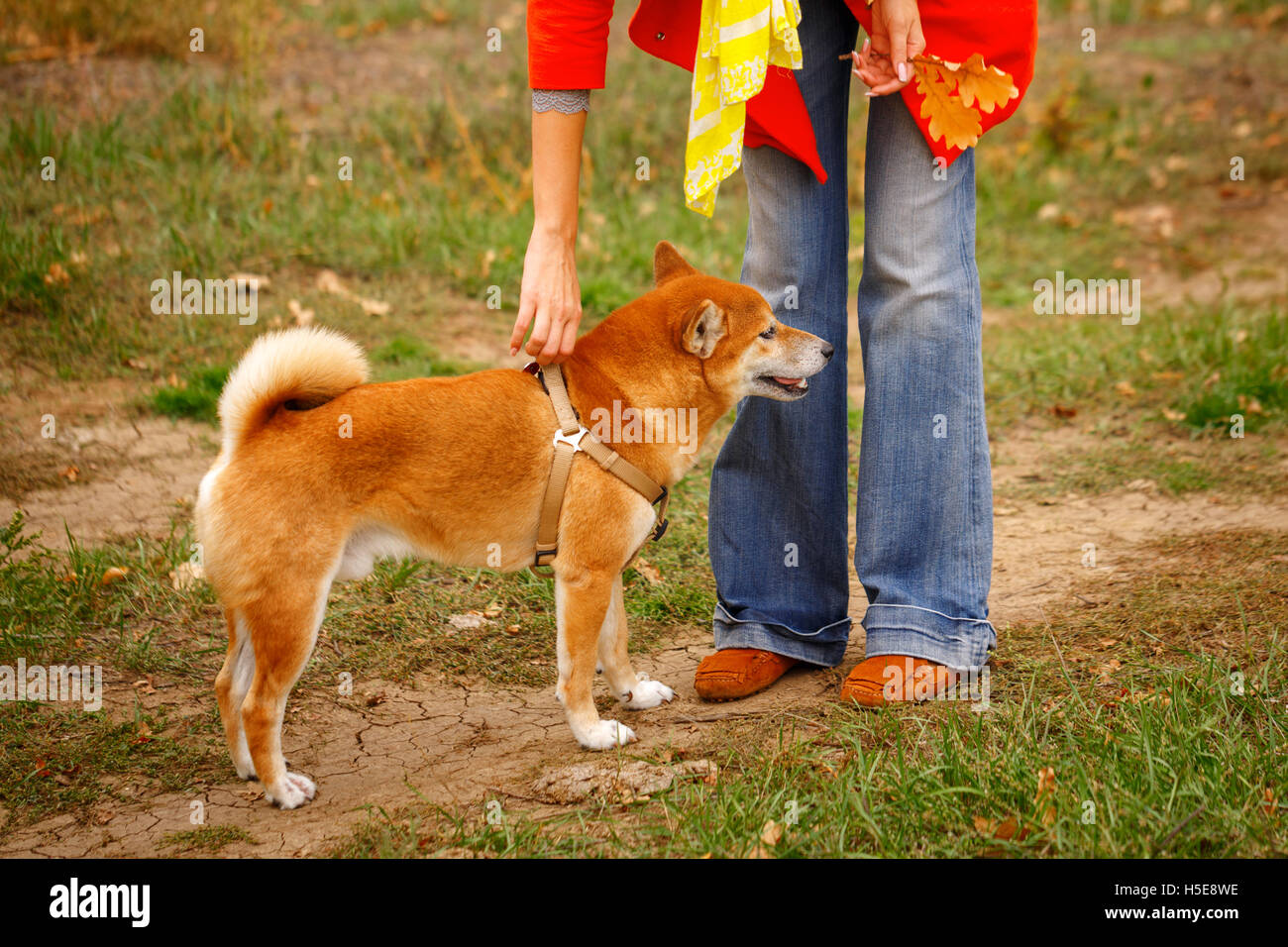 Girl Walking With A Dog Shiba Inu In Autumn Park Pedigree