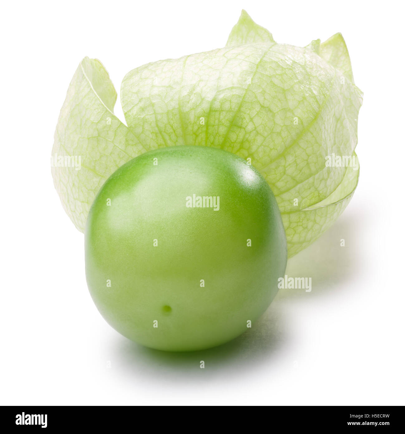 Single Tomatillo (Physalis philadelphica) with its husk. Clipping paths, shadow separated Stock Photo