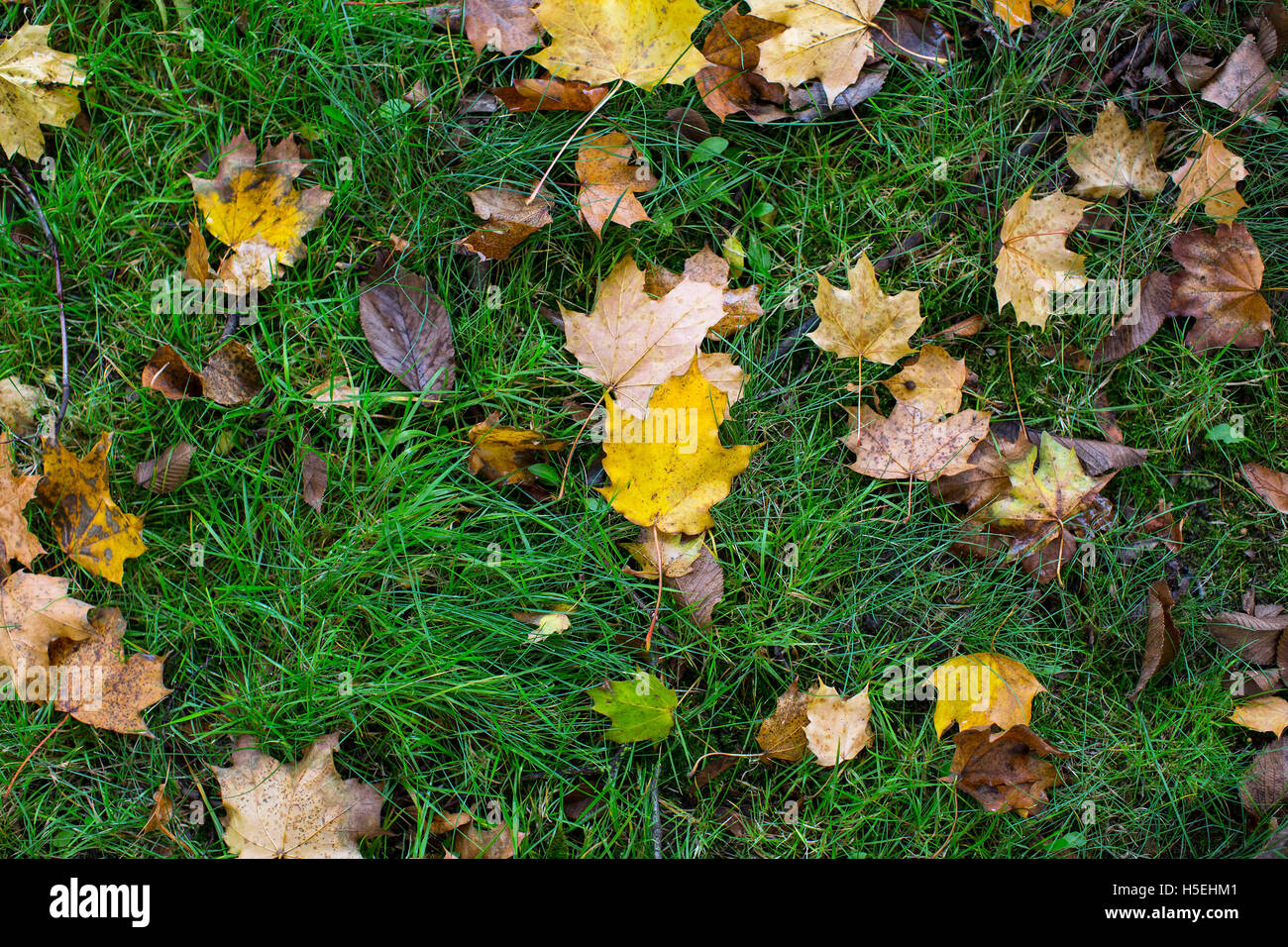 Fallen yellow leaves on green grass, autumn texture Stock Photo - Alamy