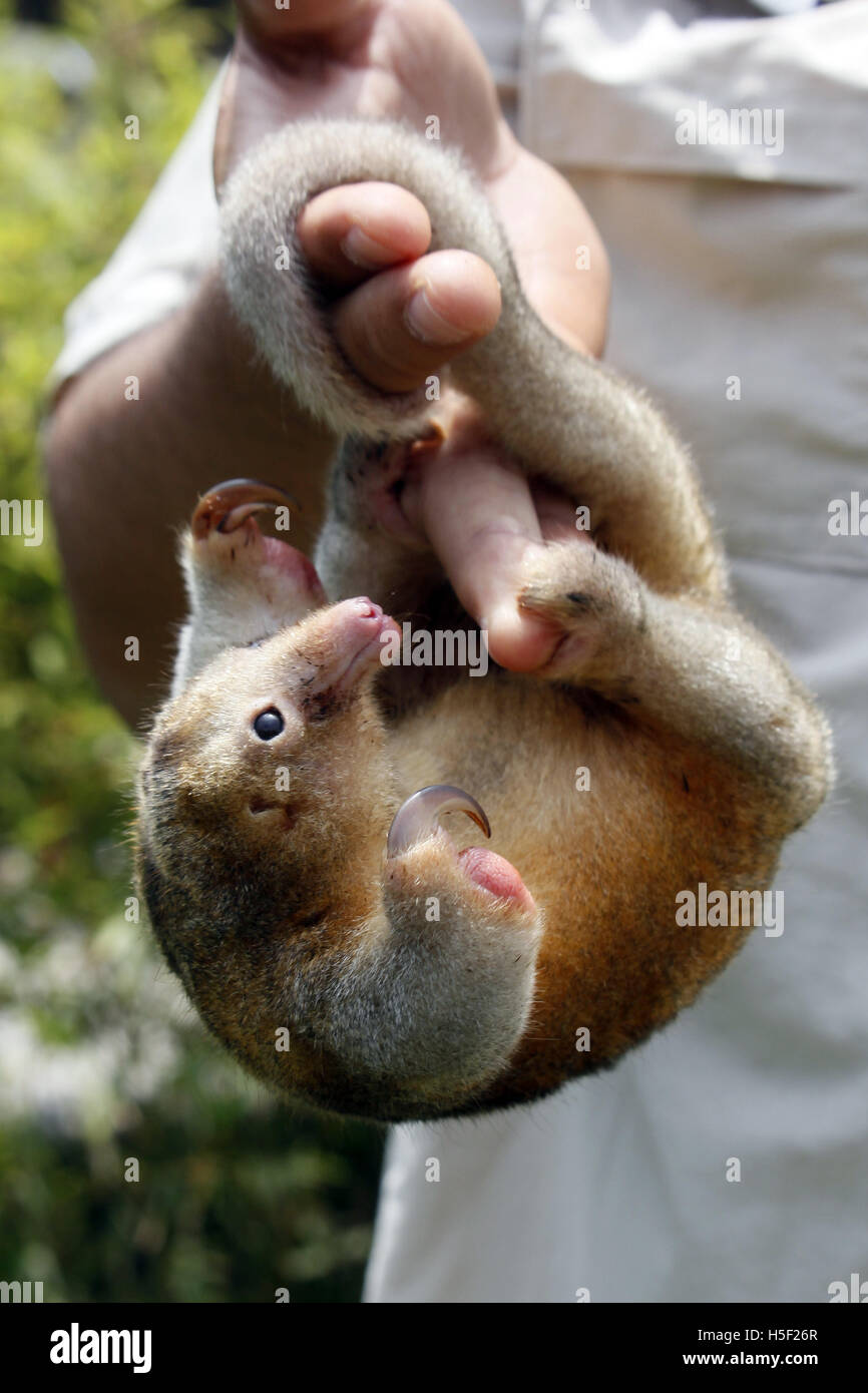 Lima. 19th Oct, 2016. Photo taken on Oct. 19, 2016 shows a silky anteater at the Huachipa Zoo in Lima, Peru. The zoo presented three anteater species on Wednesday. © Luis Camacho/Xinhua/Alamy Live News Stock Photo