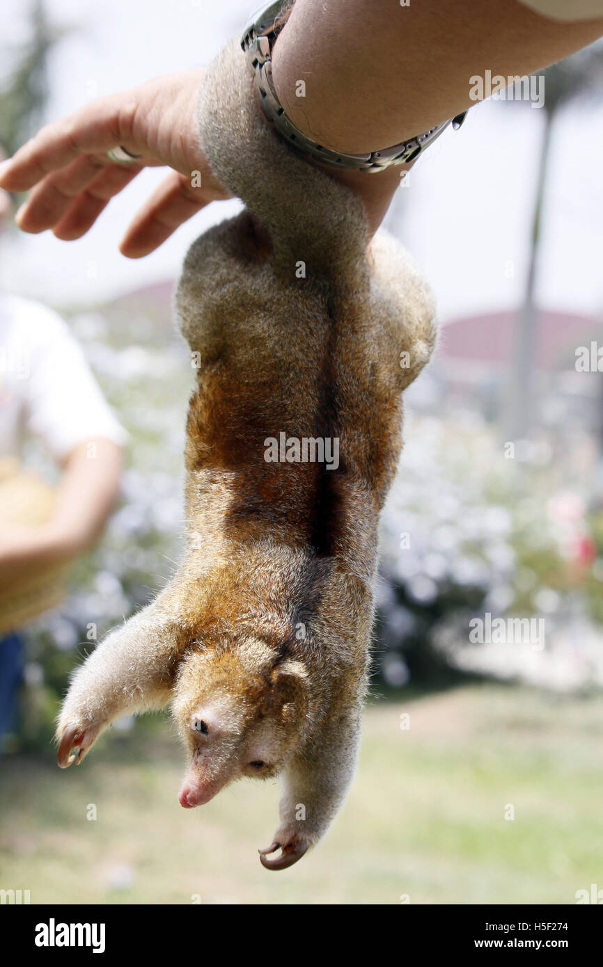 Lima, Peru. 19th Oct, 2016. A staff holds a silky anteater at the Huachipa Zoo in Lima, Peru, on Oct. 19, 2016. The zoo presented three anteater species on Wednesday. © Luis Camacho/Xinhua/Alamy Live News Stock Photo