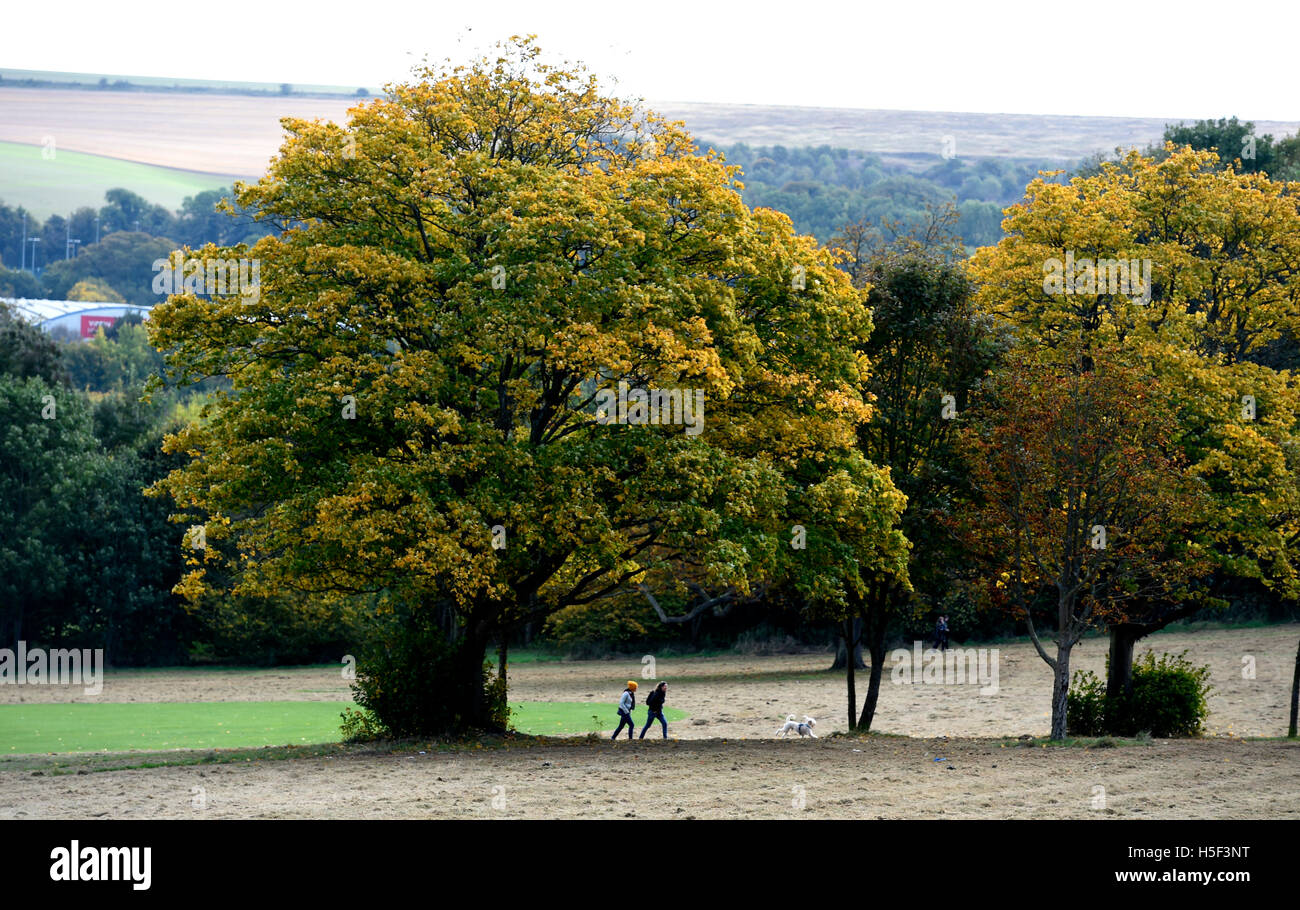 Brighton Sussex, UK. 20th Oct, 2016. Dog walkers enjoy the beautiful Autumn weather sunshine in Stanmer Park Brighton today Credit:  Simon Dack/Alamy Live News Stock Photo