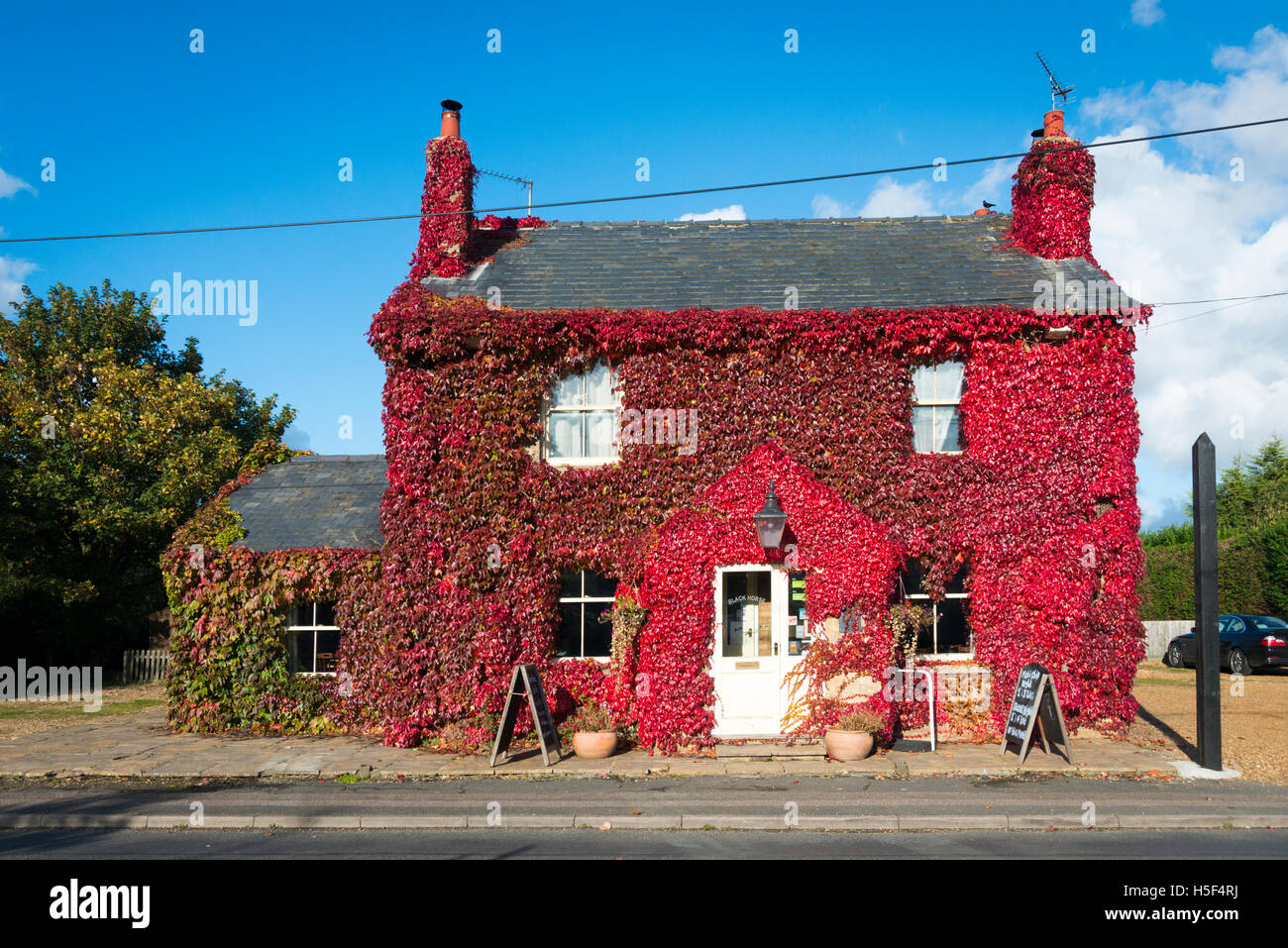 Rampton, Cambridgeshire, UK. 20th Oct, 2016. The Black Bull Pub is covered in glorious red Virginia Creeper plants and glows in the autumn sunshine. The weather is a mix of sunshine and showers in East Anglia and the leaves have turned deep red and form a spectacular display of autumn colour. Credit:  Julian Eales/Alamy Live News Stock Photo