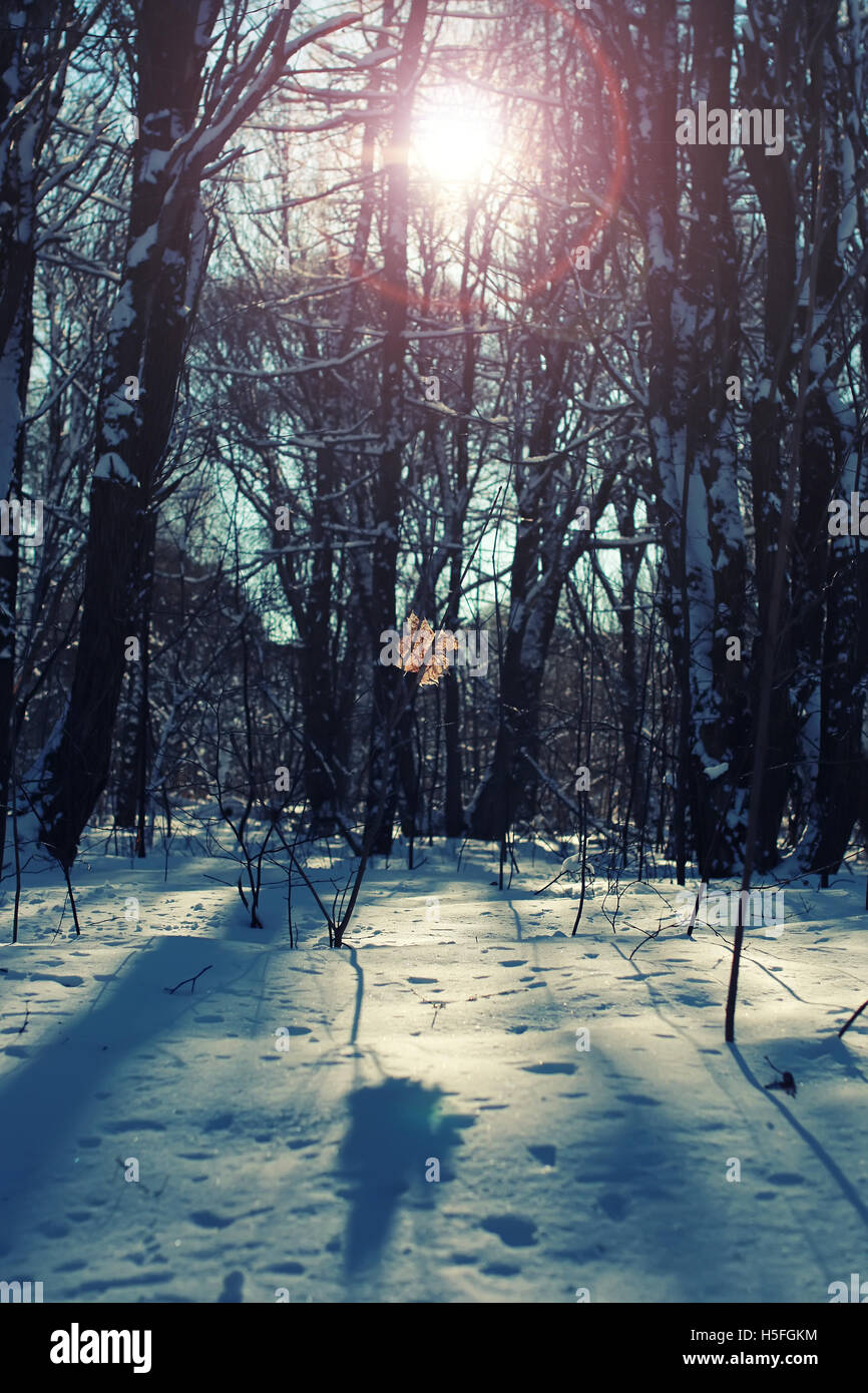 lonely leaf forest on winter tree Stock Photo - Alamy