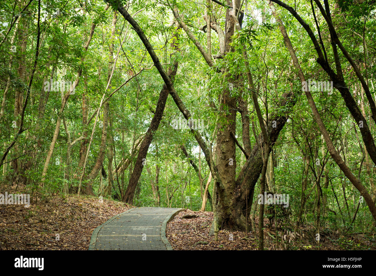 Largest ironwood forest in Asia, Jathika Namal Uyana Forest Reserve
