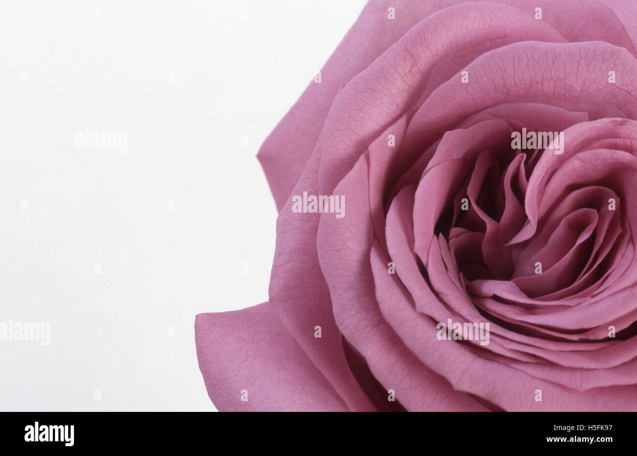 Single mauve rose hi-res stock photography and images - Alamy