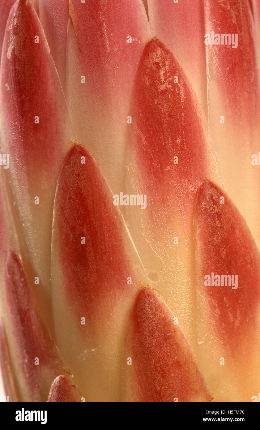 DETAIL SHOT OF A KING PROTEA FLOWER Stock Photo