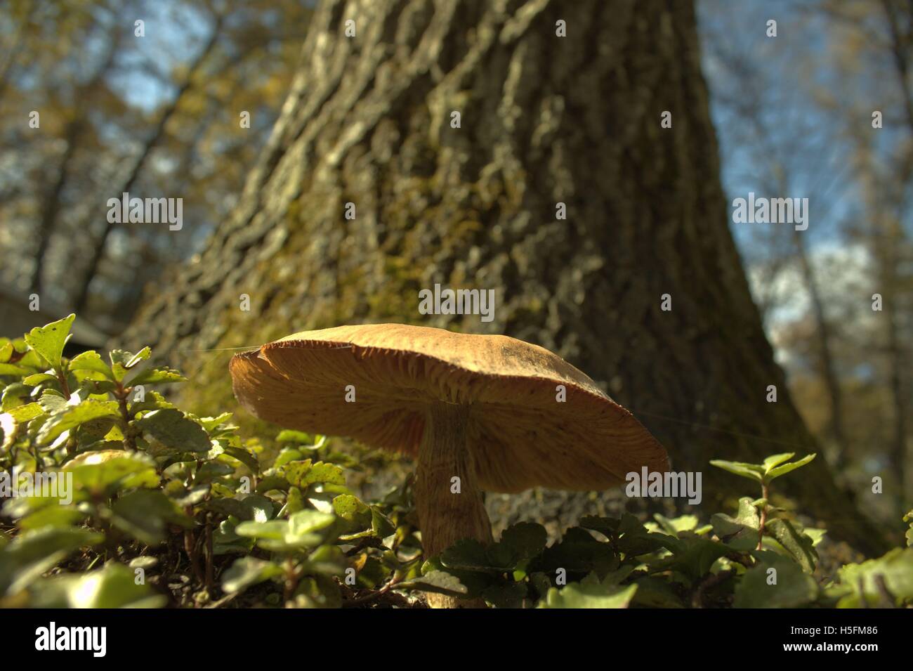 Large Old Russula Mushroom Below an Oak Tree Stock Photo