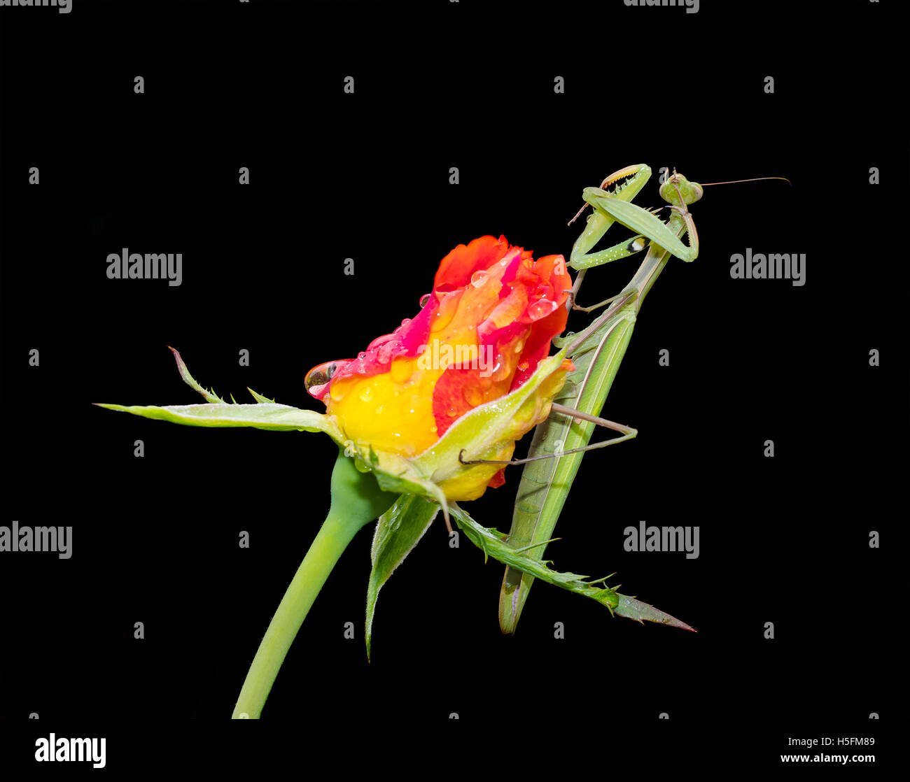 Green Praying Mantis, Mantis religiosa, sitting on a rosebud isolated on black, cleaning its legs from water droplets. Stock Photo