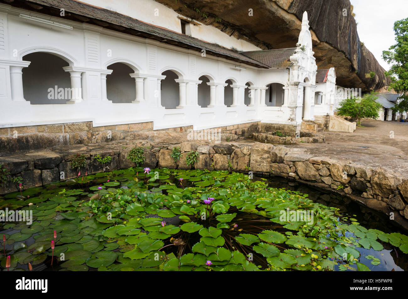 Sri lanka water lily hires stock photography and images Alamy