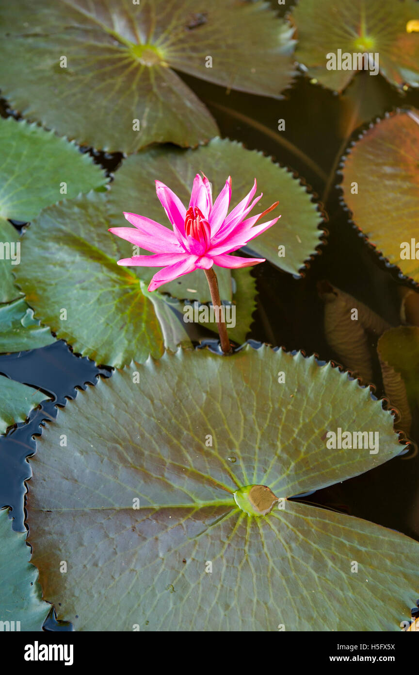 water lily, Sri Lanka Stock Photo
