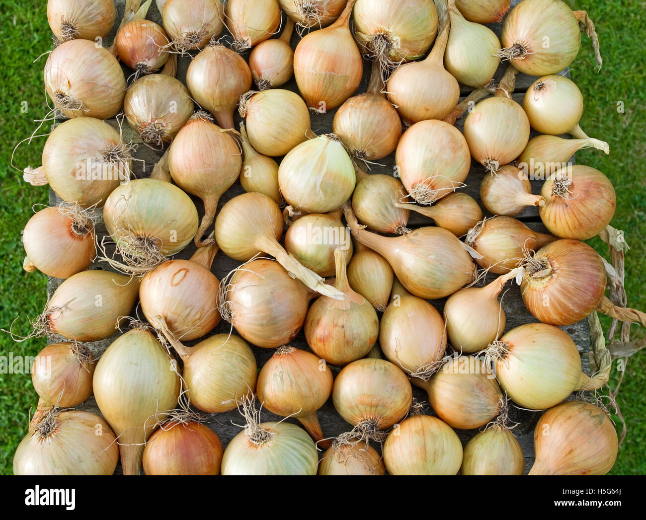 Centurion onions hi-res stock photography and images - Alamy