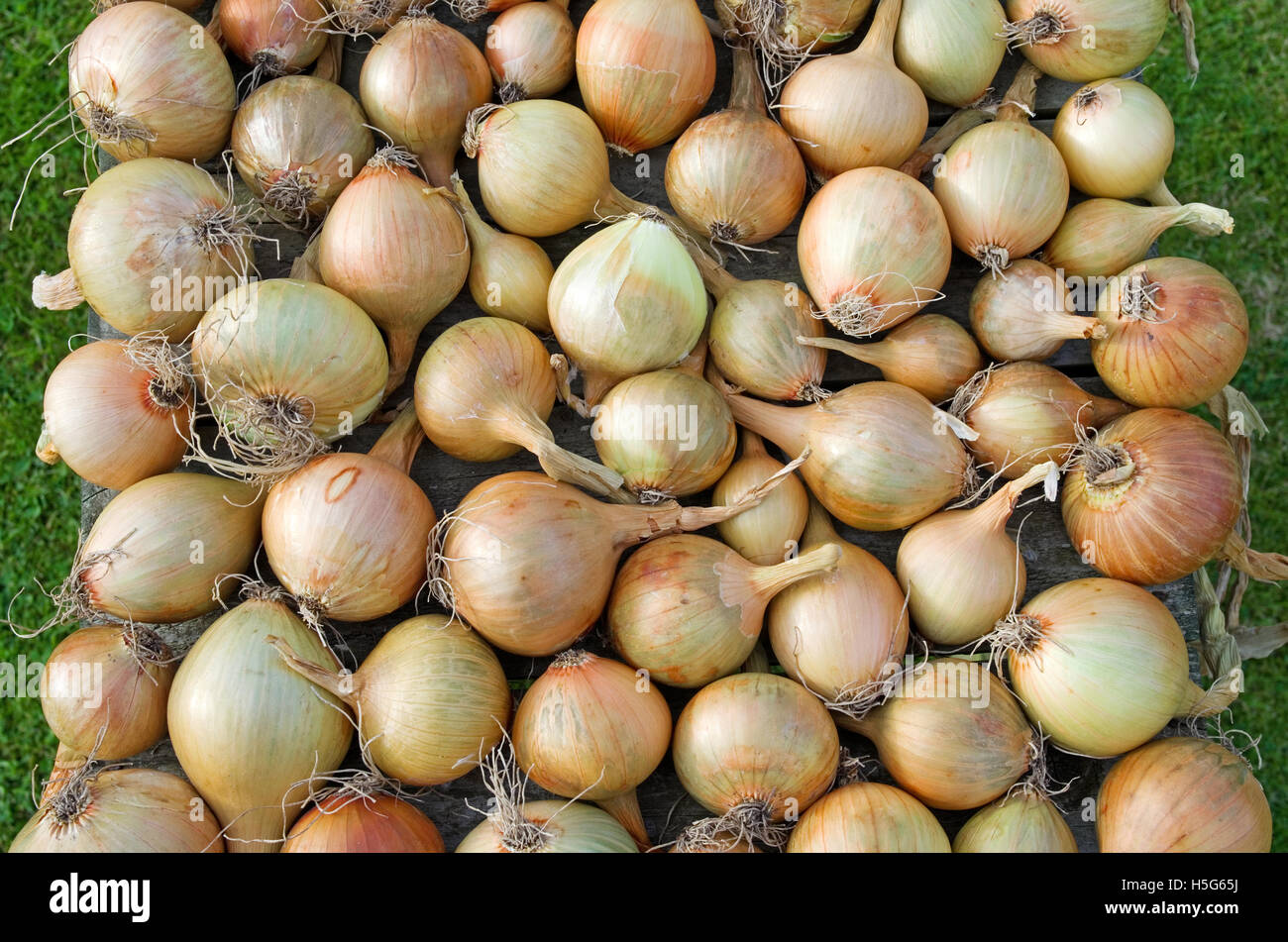 Home grown onions hires stock photography and images Alamy