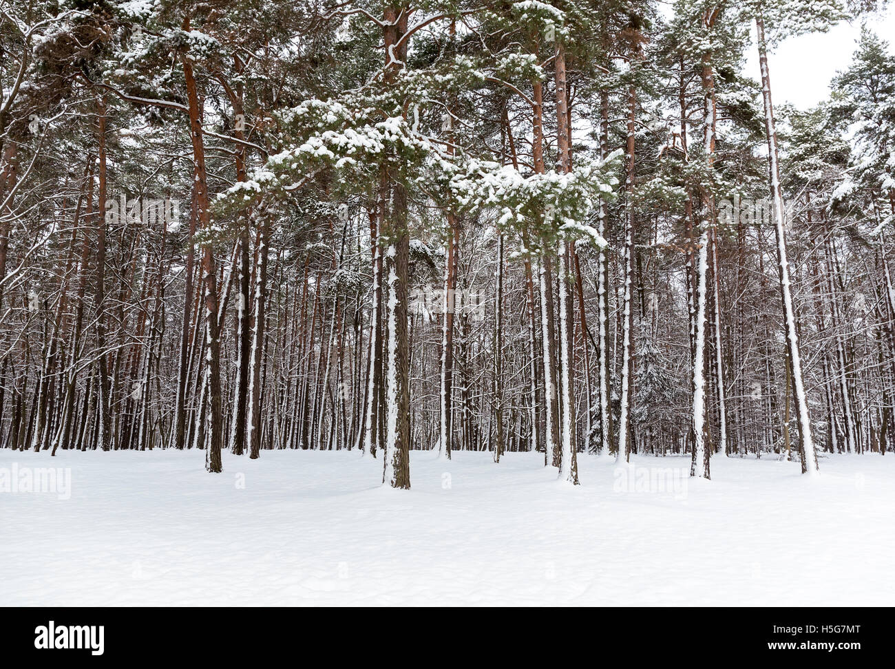 Winter landscape with pine trees covered with snow Stock Photo - Alamy