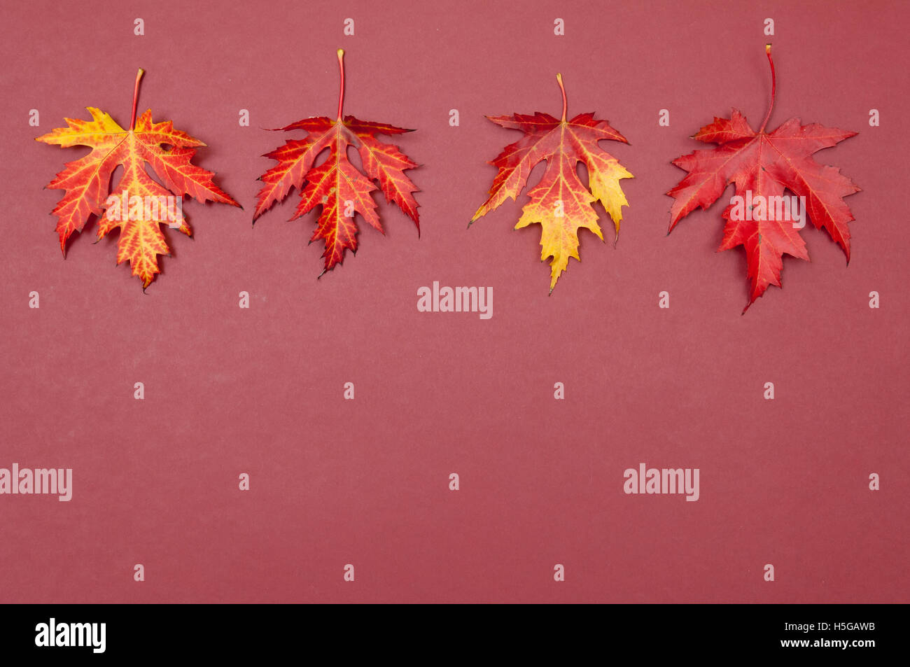 Pattern of colorful fallen autumn maple leaves on claret background Stock Photo