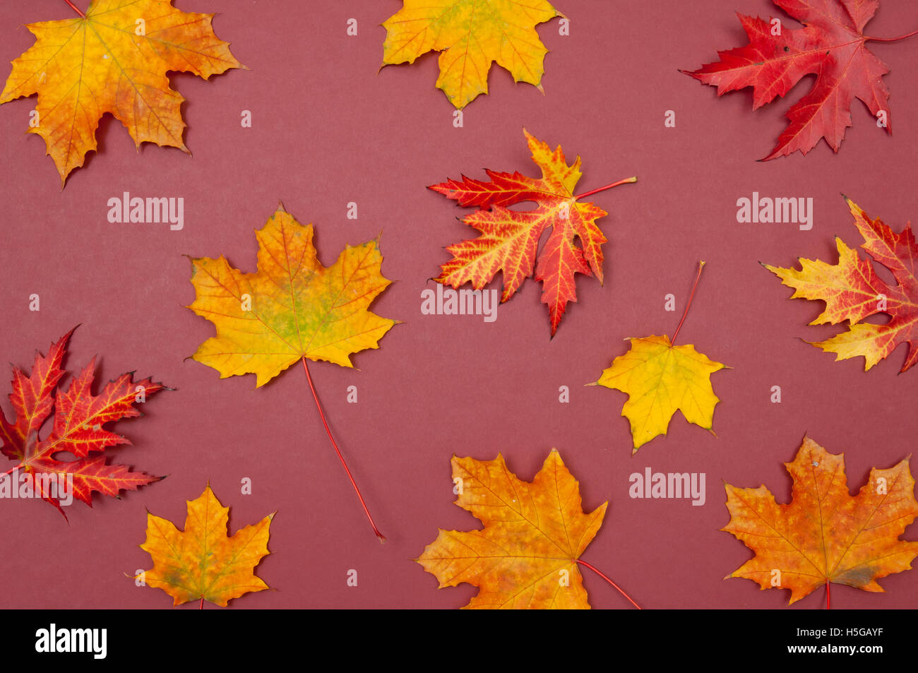Pattern of colorful fallen autumn maple leaves on claret background Stock Photo