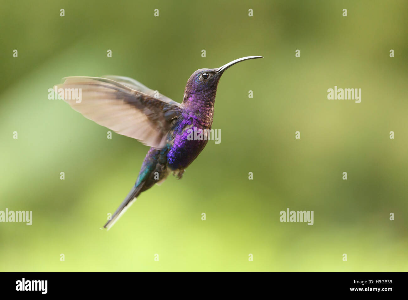 Violet Sabrewing Hummingbird, Campylopterus hemileucurus, male, Costa Rica Stock Photo