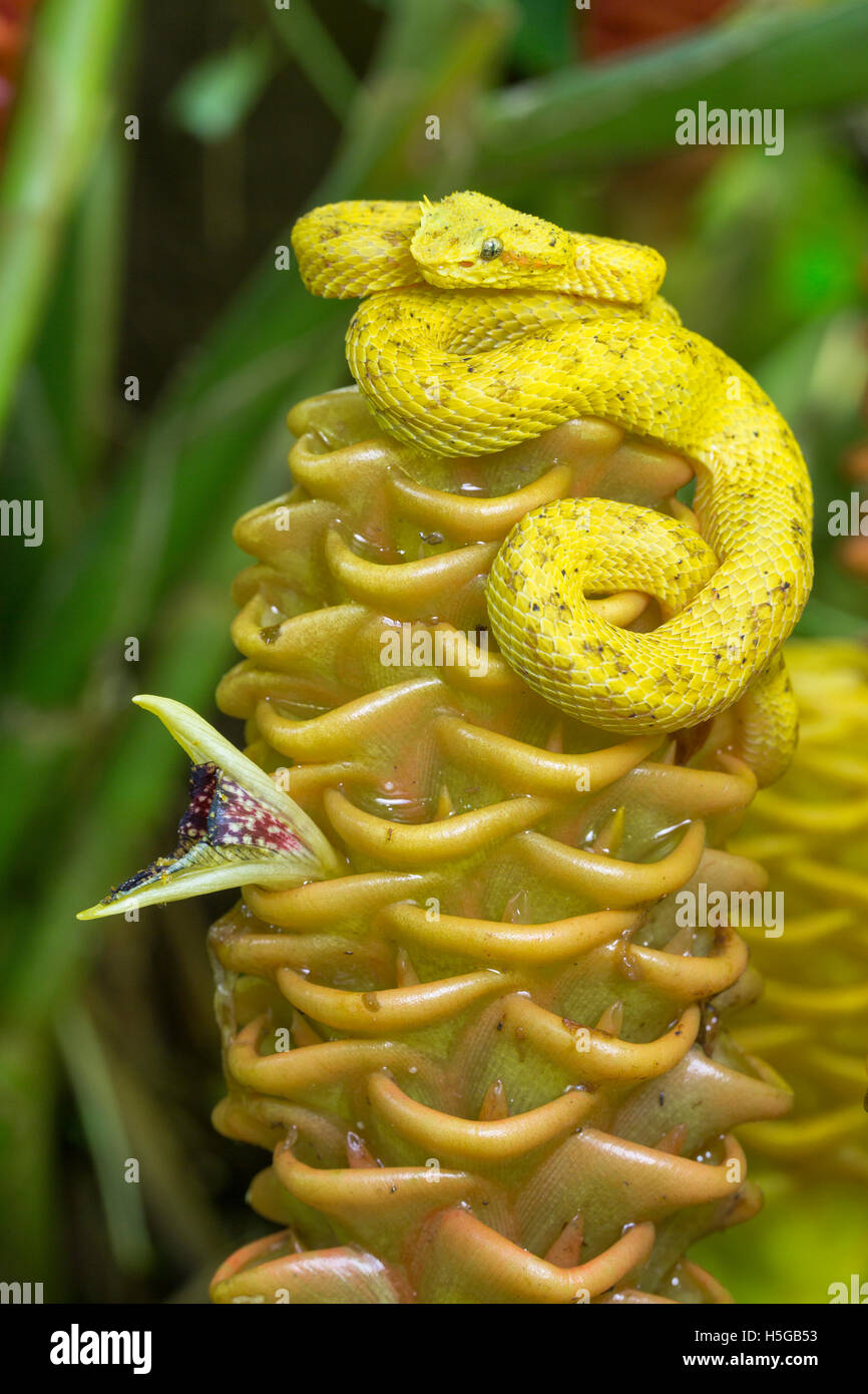 Eyelash Viper, Bothriechis schlegelii, 'oropel' or golden phase.  Costa Rica. Family Viperidae, subfamily Crotalinae Stock Photo