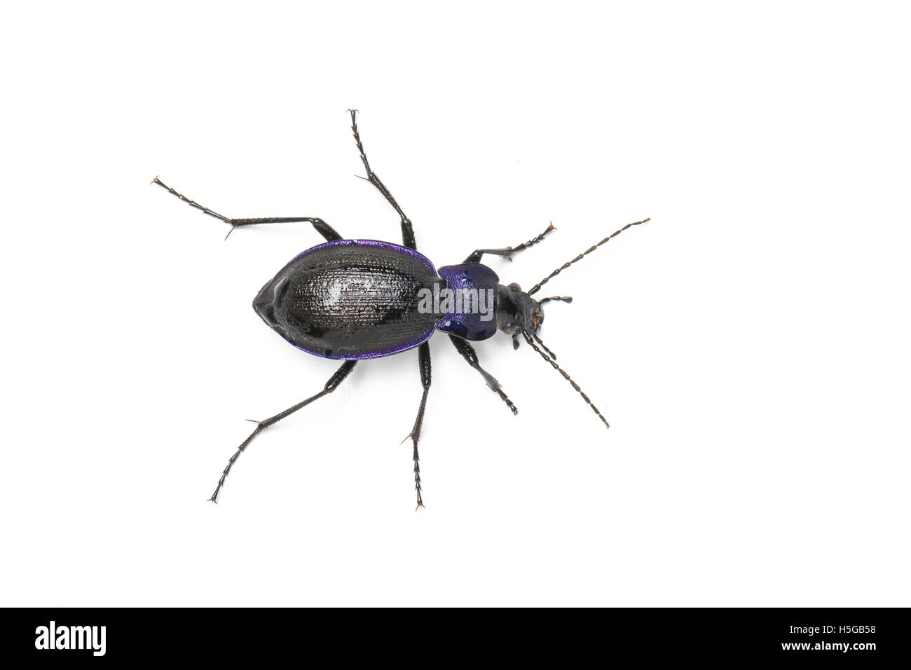 Violet Ground Beetle, Carabus problematicus, Derbyshire, Peak District. Stock Photo