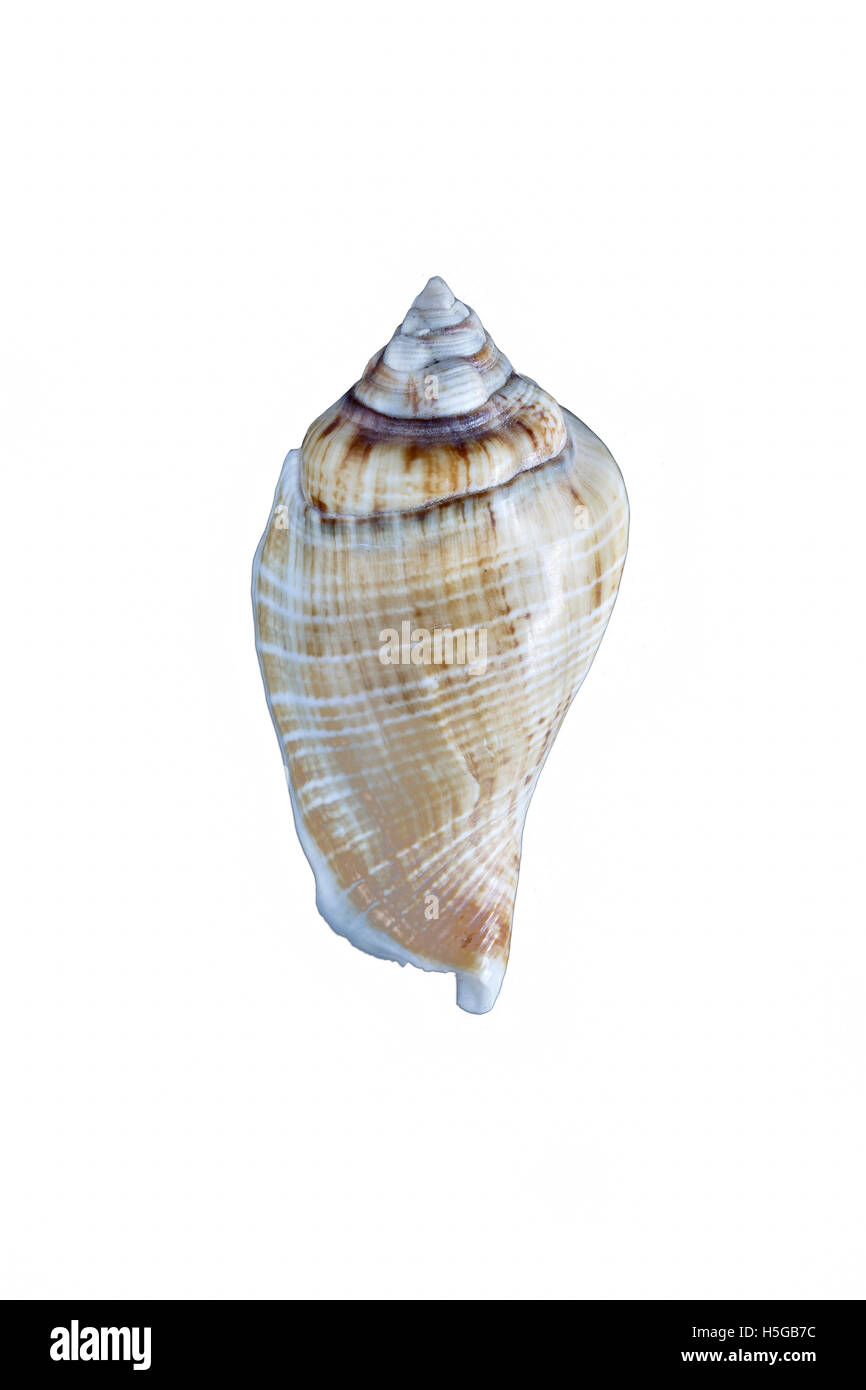 Marginated Conch shell, Margistrombus marginatus (syn. Strombus marginatus).  Asia Stock Photo
