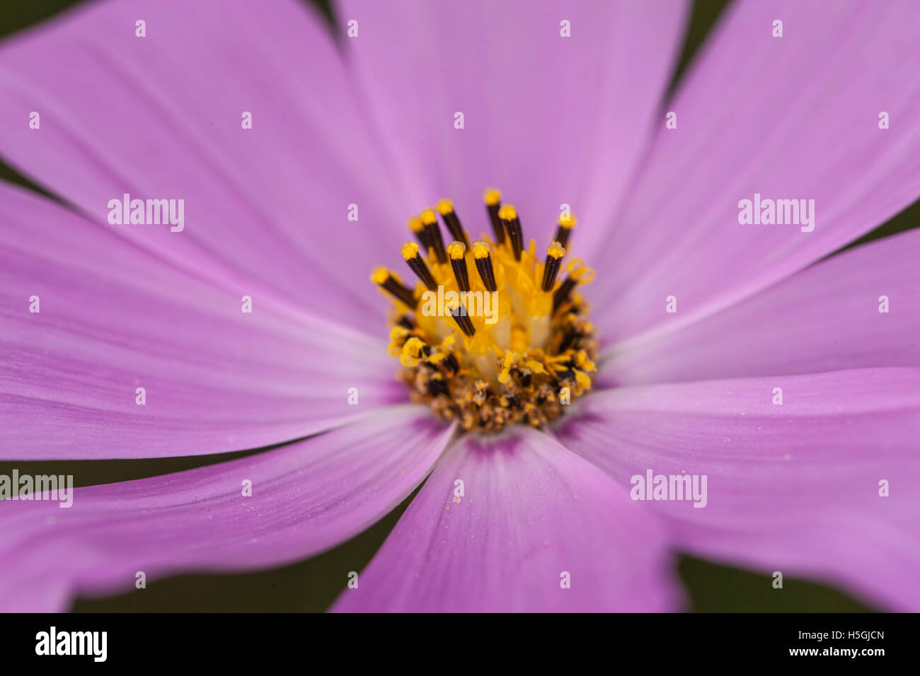 purple flower garden close up Stock Photo - Alamy