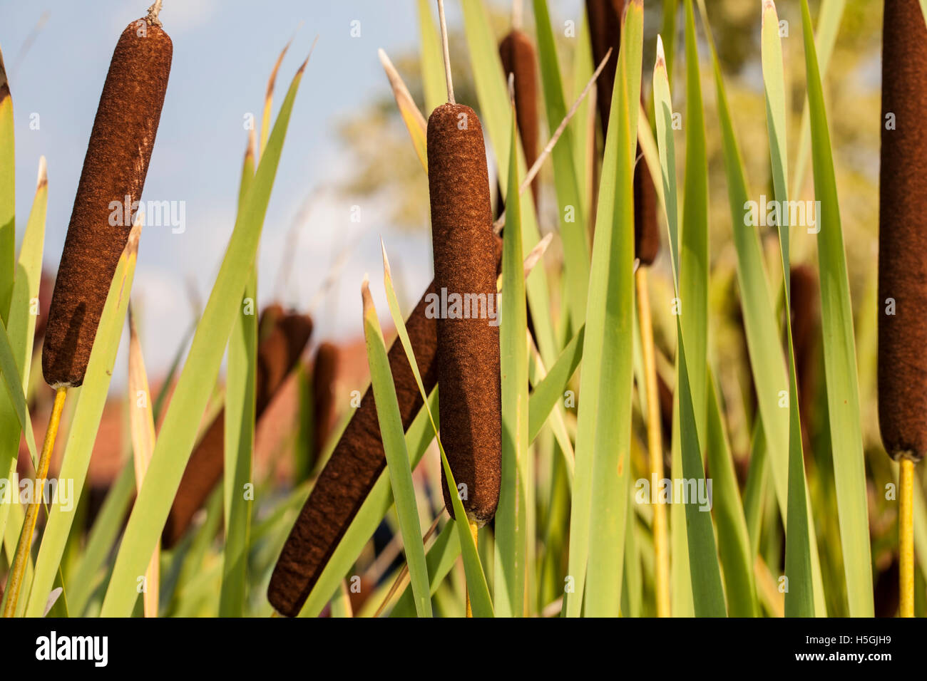 Graceful Cattail close up Stock Photo
