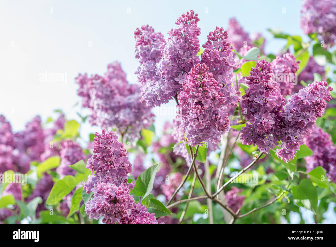 Spring flowering lilac hi-res stock photography and images - Alamy
