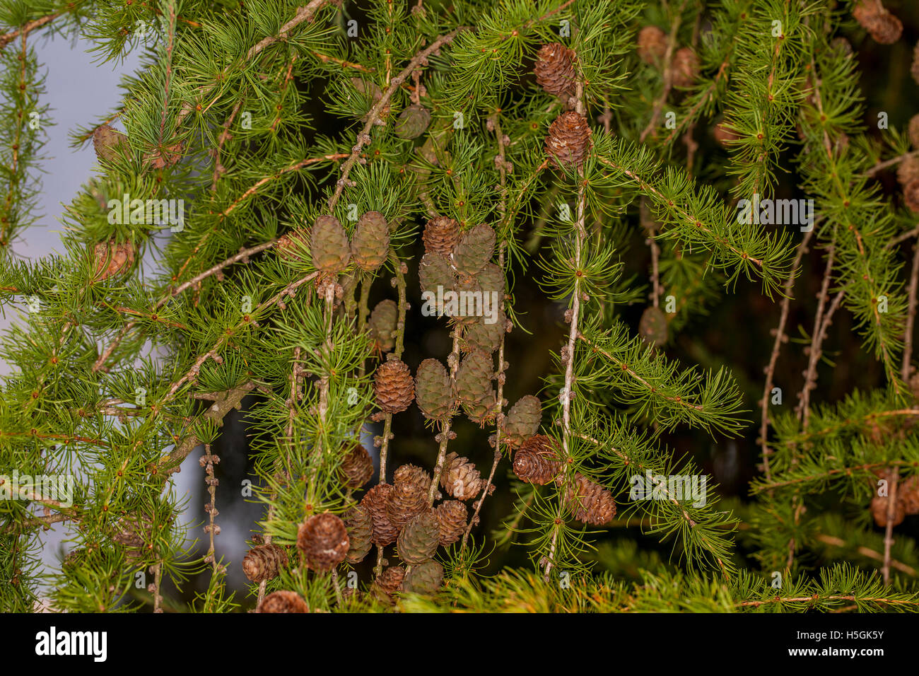 Larch tree wood texture hi-res stock photography and images - Alamy