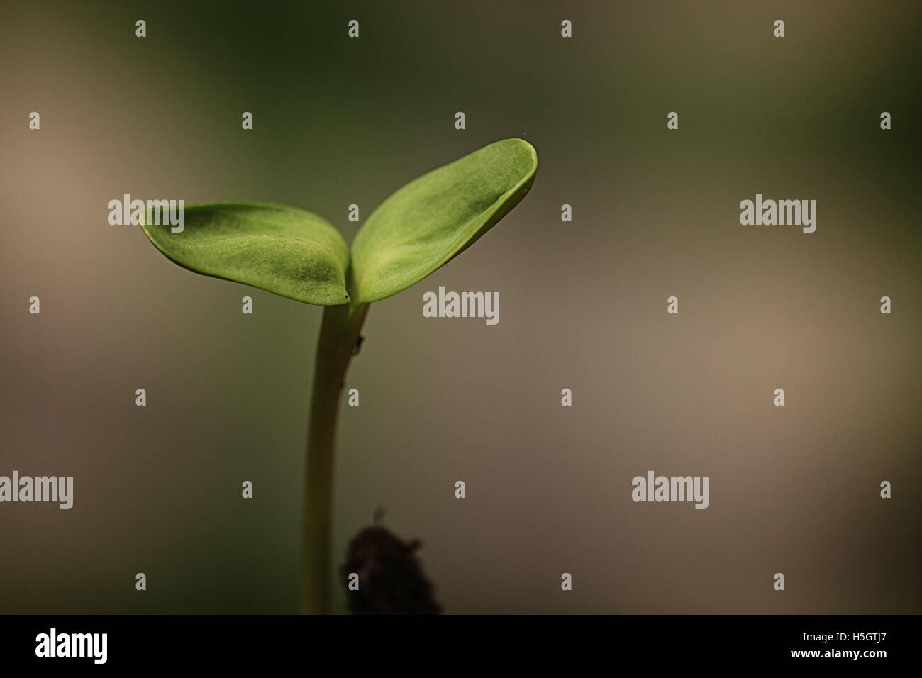 small sprout from seeds Stock Photo