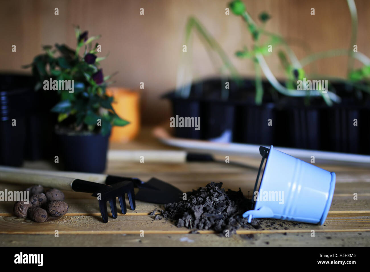 transplanting roses in pot Stock Photo Alamy