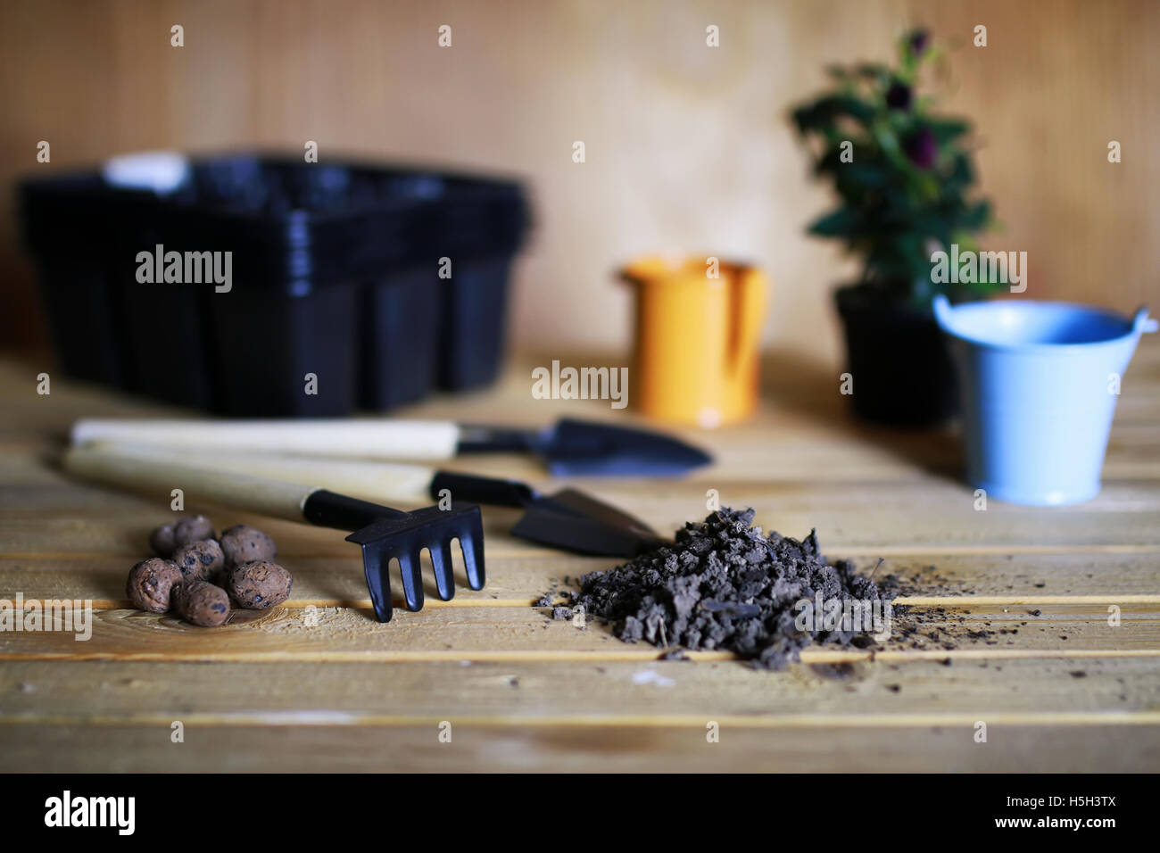 transplanting roses in pot Stock Photo Alamy