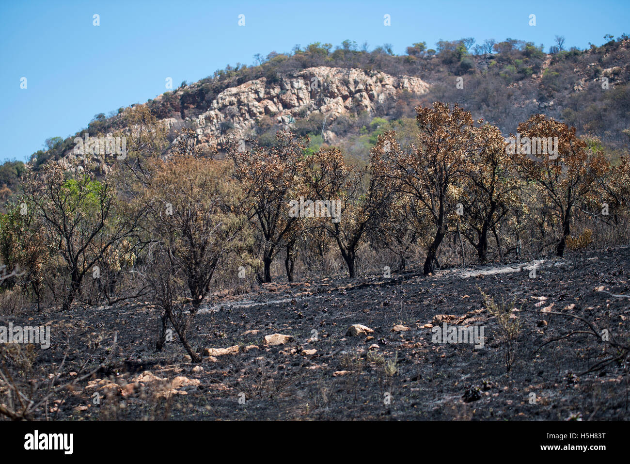 An area on a slope that had been burnt in a botanical reserve in Gauteng Stock Photo