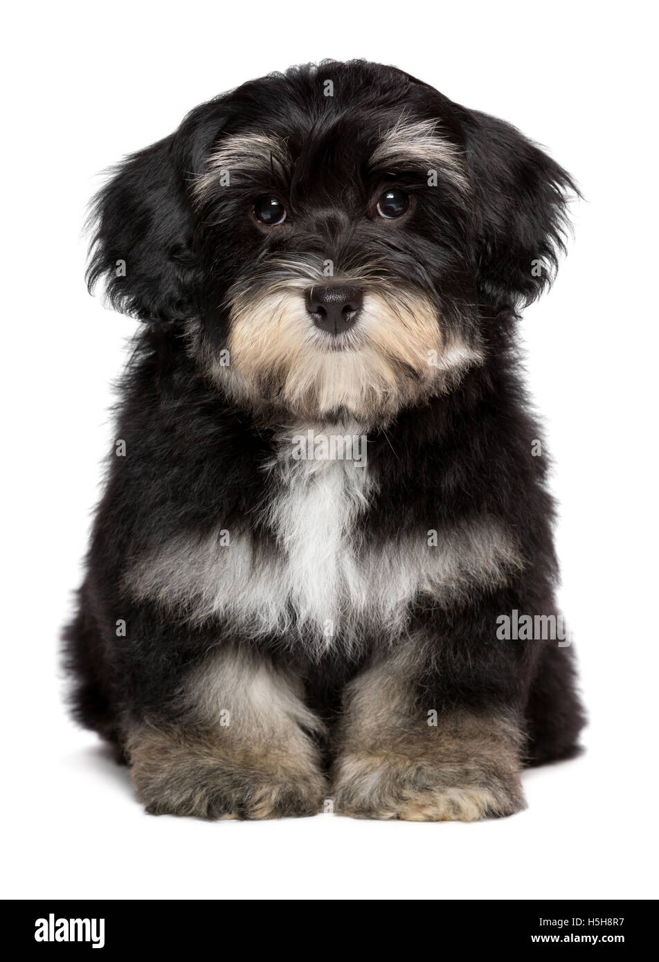 Black store tan havanese