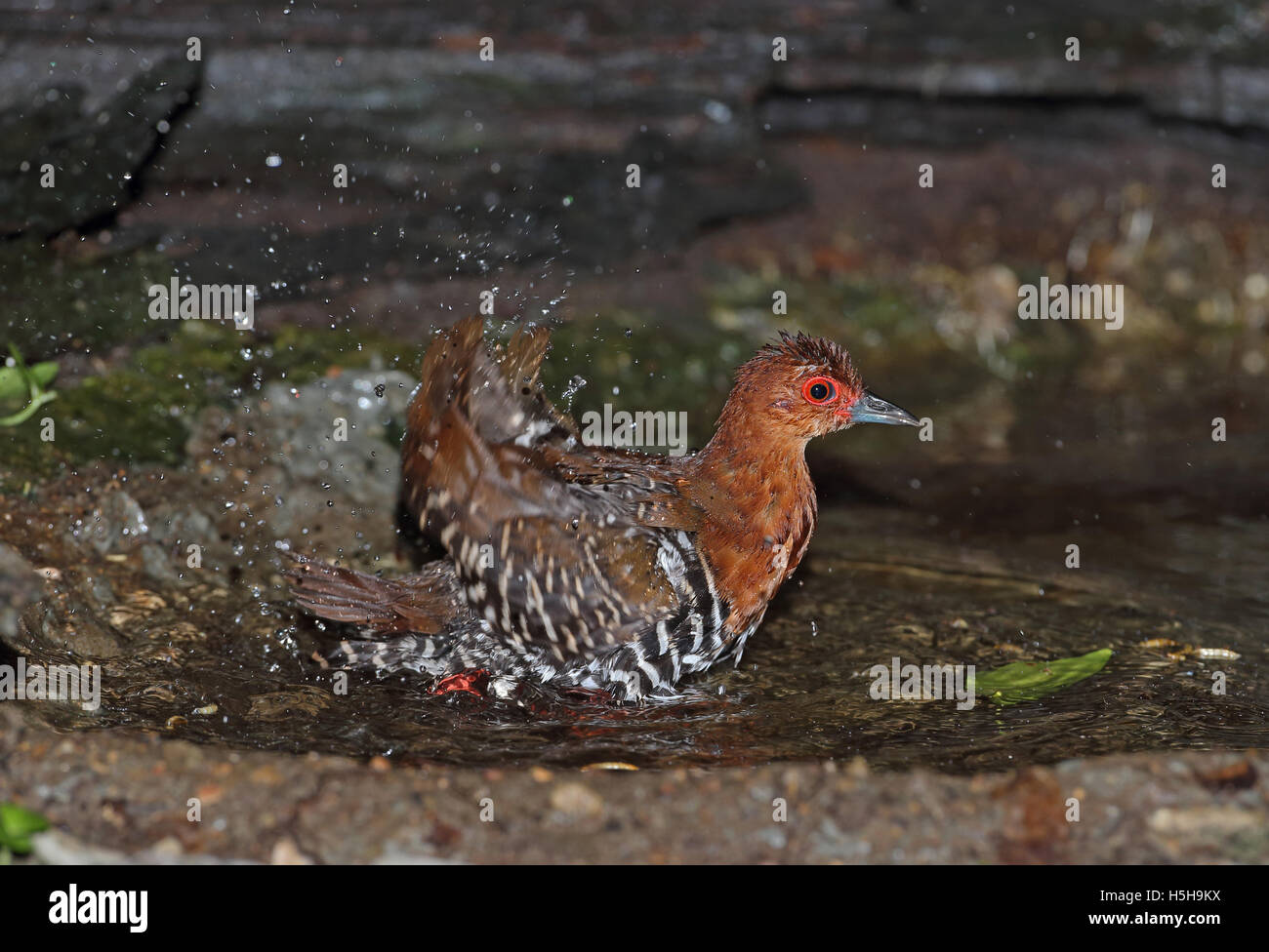Redlegged crake (Rallina fasciata) adult bathing in woodland pool near