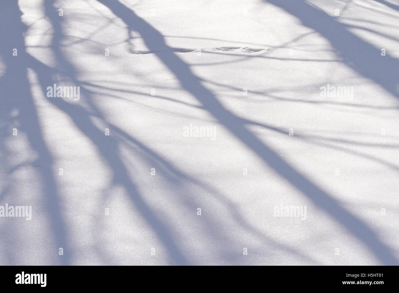 Snowdrift background with shadow of trees Stock Photo - Alamy
