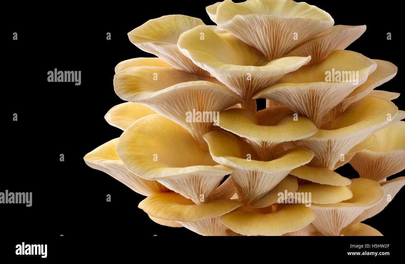 Fresh picked edible yellow or golden oyster mushrooms (Pleurotus citrinopileatus) in a grow box against a black background Stock Photo
