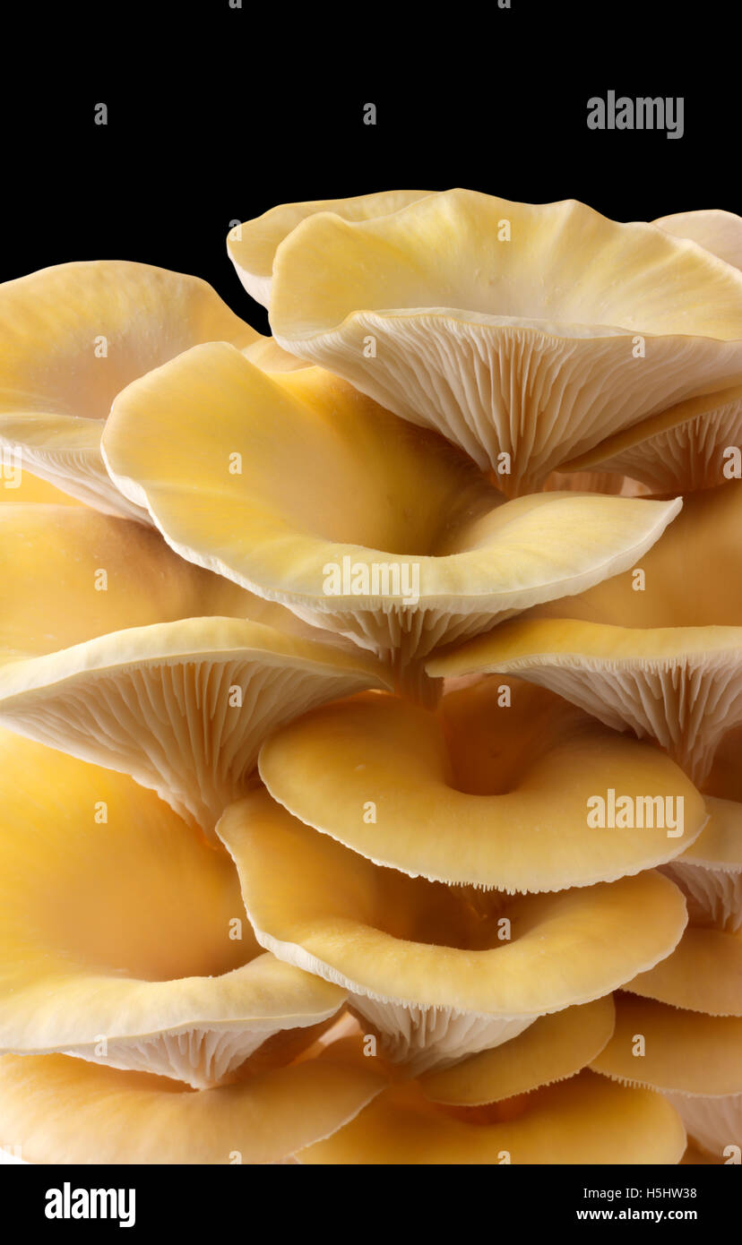 Fresh picked edible yellow or golden oyster mushrooms (Pleurotus) against a black background Stock Photo