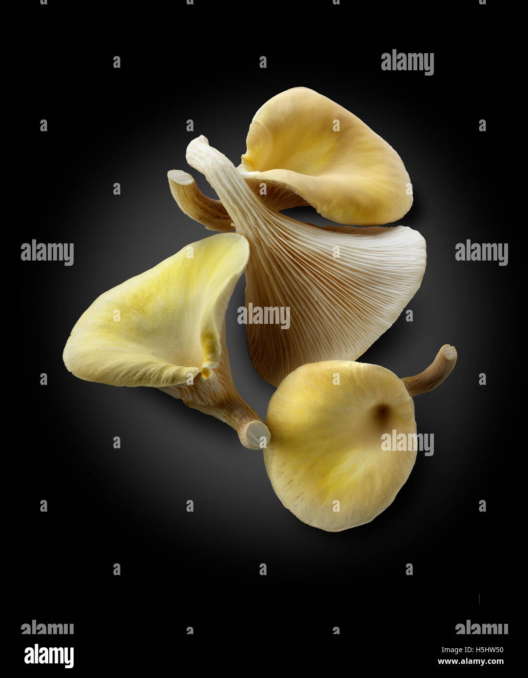 Fresh picked edible yellow or golden oyster mushrooms (Pleurotus) against a black background Stock Photo