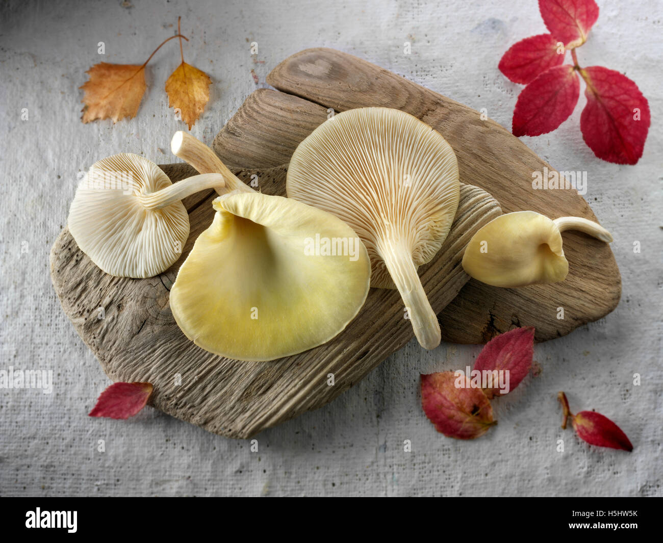 Yellow Oyster Mushroom Hi res Stock Photography And Images Alamy