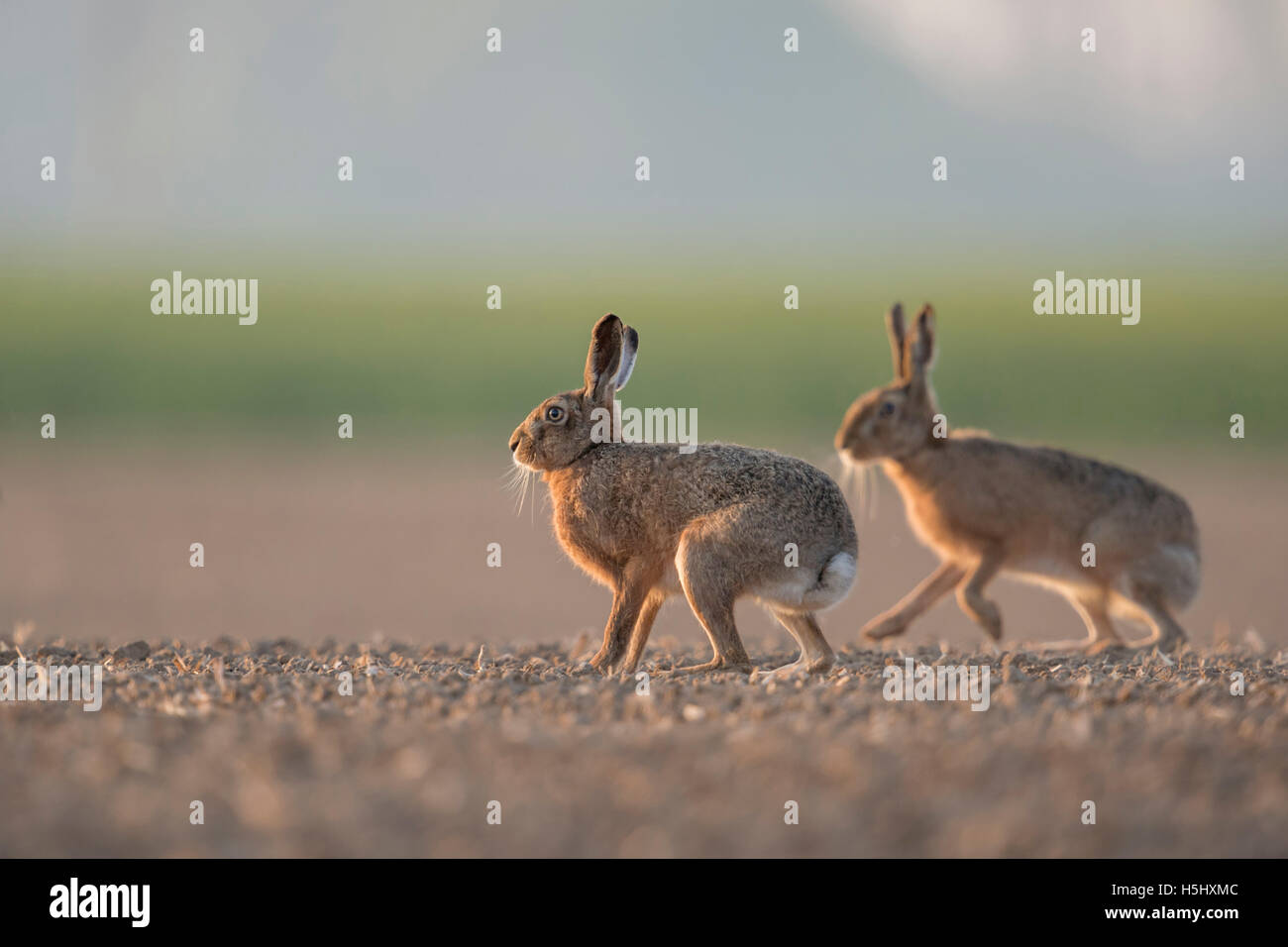 Brown Hares / European Hares / Feldhasen ( Lepus europaeus ) two, pair of, sitting, playing on farmland, low point of view. Stock Photo