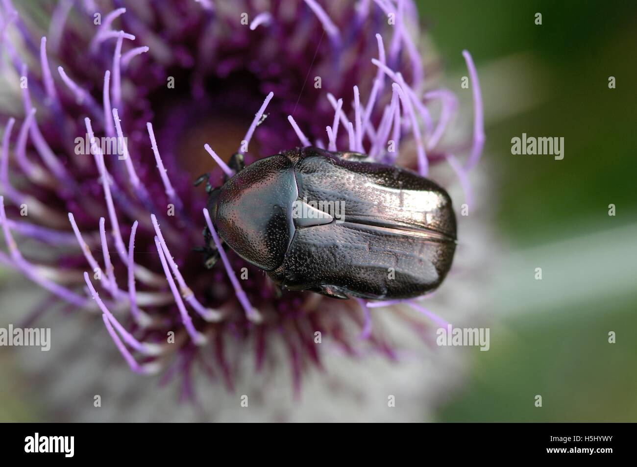 Rose Chafer Rose Beetle (Cetonia aurata) feeding on wild flower in summer Aveyron France