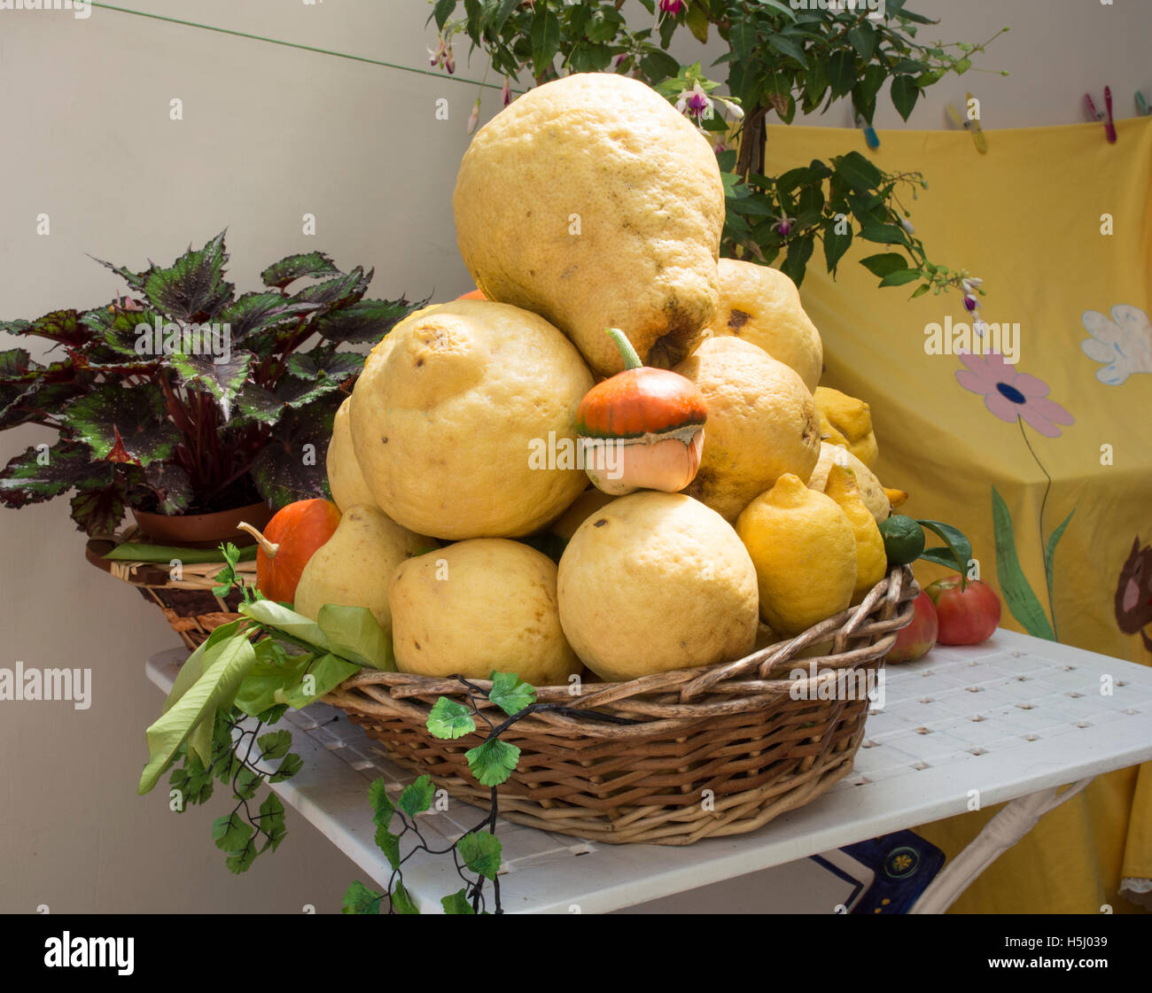 Giant lemons grown along the Amalfi coast in Italy Stock Photo