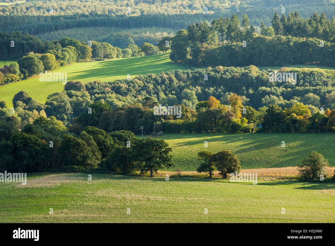 Autumn afternoon at Newlands Corner, Surrey, England. North Downs. Stock Photo